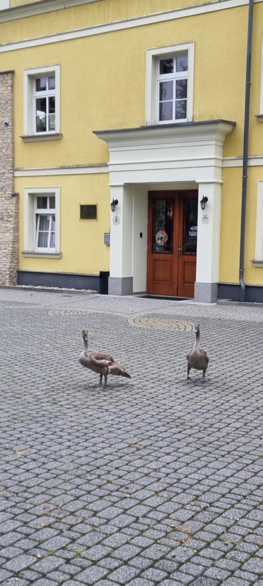 卢卡宫酒店 Zakrzów 外观 照片